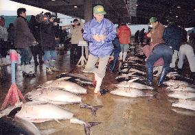 Year's first tuna auction held in Wakayama Pref.